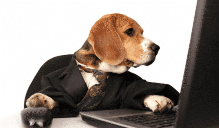 A dog browsing on its computer