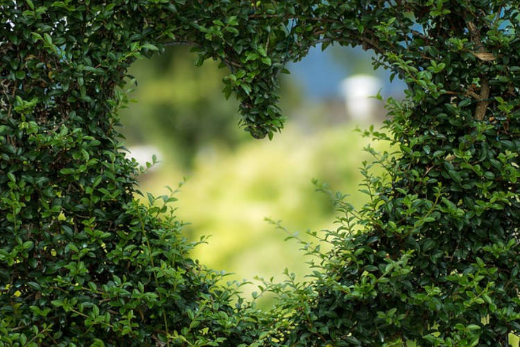 A heart-shaped form cut in the hedge.