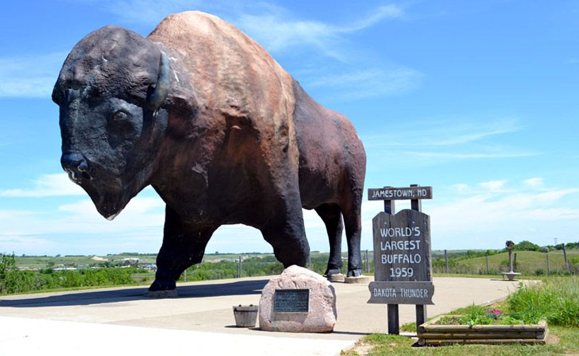 Dakota Thunder Giant Buffalo